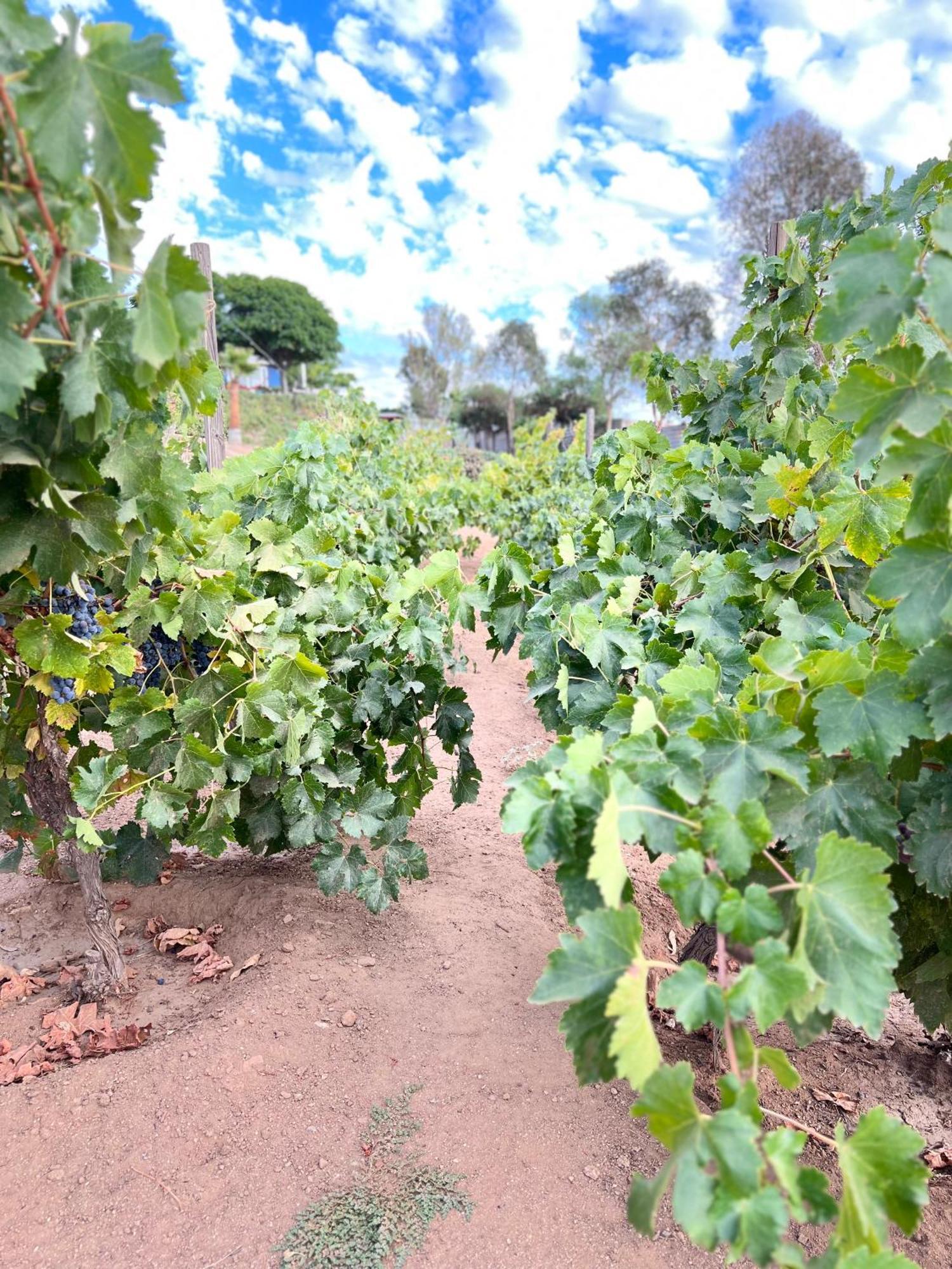 Rancho Matalote En Valle De Guadalupe Dış mekan fotoğraf